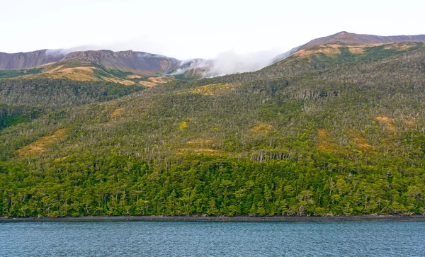 Forêt côtière verdoyante — Photo