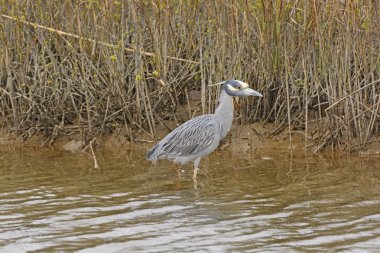 Sarı taçlı gece balıkçılı Bayou