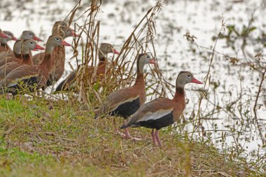 Kara karınlı ıslıkçı ördek sulak kıyısında
