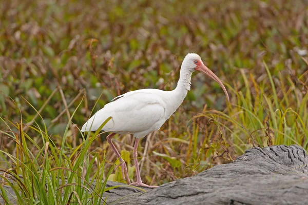 American White Ibis sur un tronc — Photo