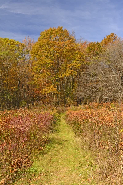 Chemin dans la forêt d'automne — Photo