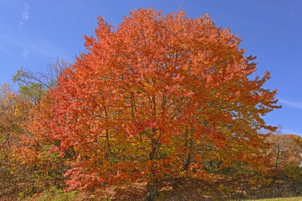 Acero zuccherato a colori — Foto Stock