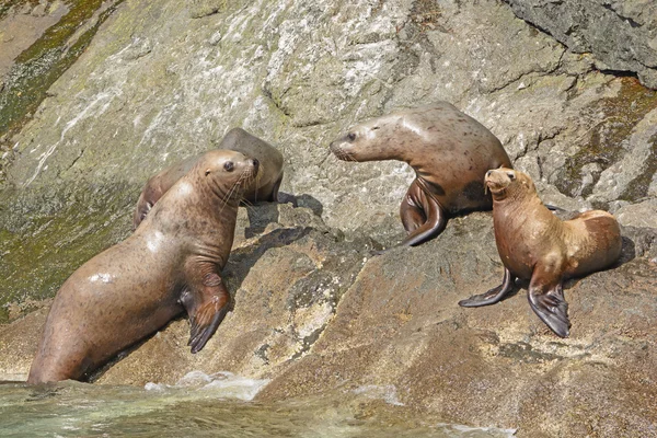 Leones estelares del mar en una costa rocosa —  Fotos de Stock