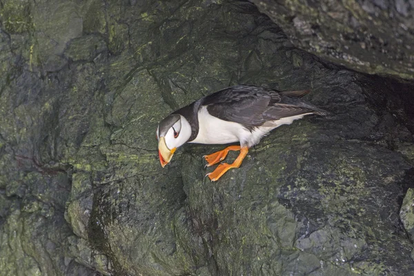 Rohatý Puffin v pobřežní jeskyně — Stock fotografie