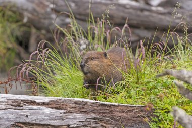 Introduced North American Beaver in Tierra del Fuego clipart