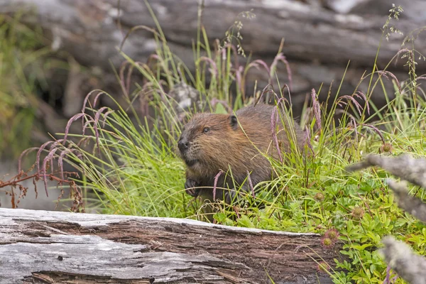 Introduced North American Beaver in Tierra del Fuego — Stock Photo, Image