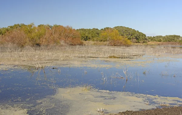 Wetland vijver in het zuiden — Stockfoto