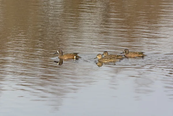 Blue-winged Teal Family out for a Swim — Stock Photo, Image