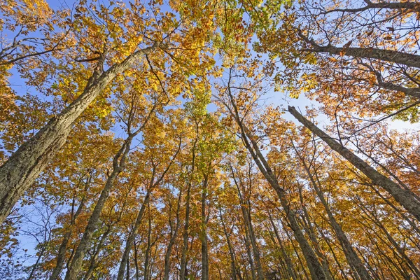 Guardando verso il baldacchino d'autunno — Foto Stock