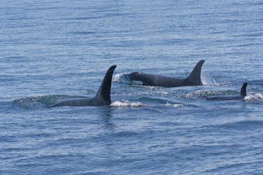 Orca aile Yüzme Okyanusu