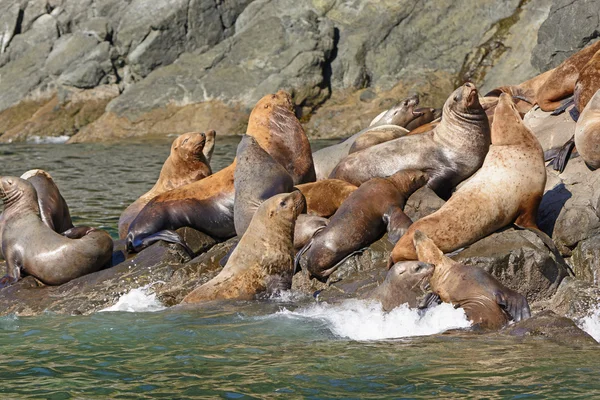 Lions de mer stellaires s'entassant sur un rocher — Photo