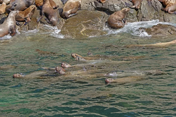 Lions de mer stellaires nageant le long de la côte — Photo