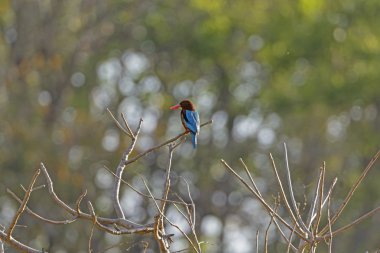 Beyaz boğazlı Kingfisher Hindistan