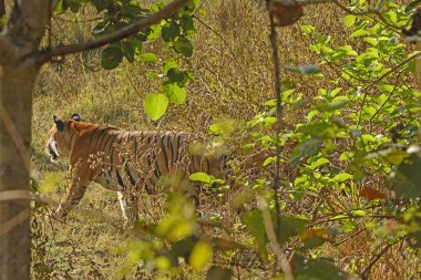 bengal kaplanı ormanda yürüyüş