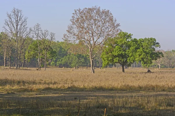 Sal Forest Tiger Habitat en la India —  Fotos de Stock