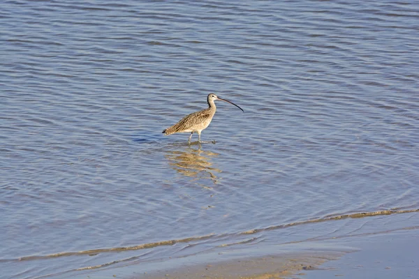 Long Billed Curlew on an Ocean Shore — Stock Photo, Image