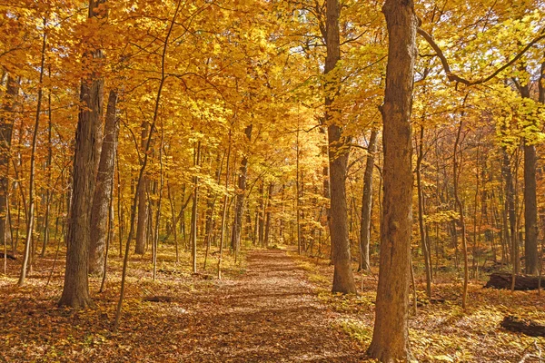 Sarı sonbahar orman yolundan
