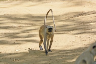 Kuzey Hint bir yolda yürürken Langur