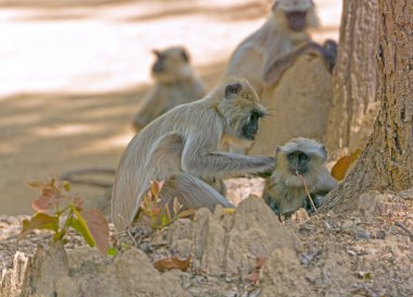 Kadın Langur bebeğini damat