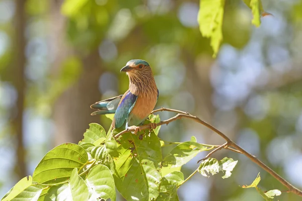 Indian Roller in a Tree — Stock Photo, Image