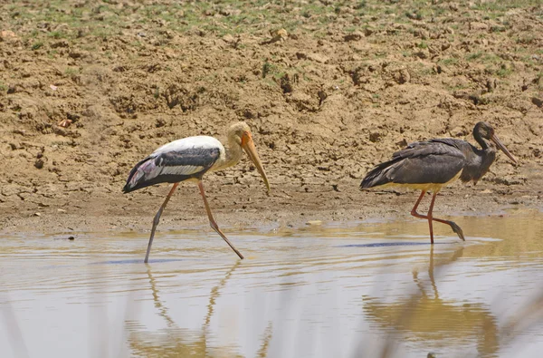 Cegonha pintada e uma cegonha negra em patrulha em um buraco de água — Fotografia de Stock