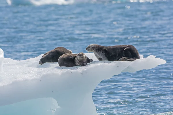 Loutres de mer sur un Berg de glace — Photo