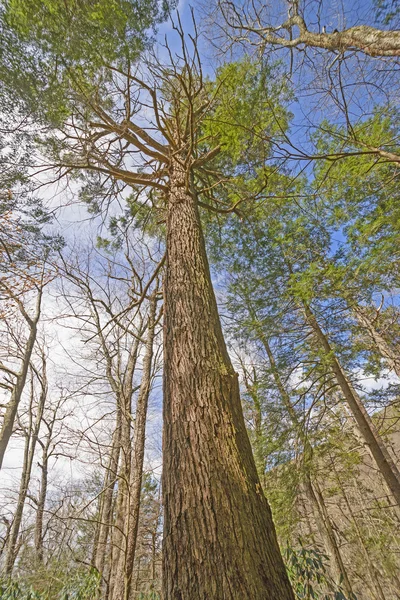 Olhando para um gigante da floresta — Fotografia de Stock