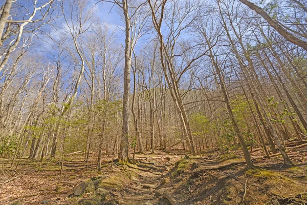 Im zeitigen Frühling auf Bergpfad — Stockfoto