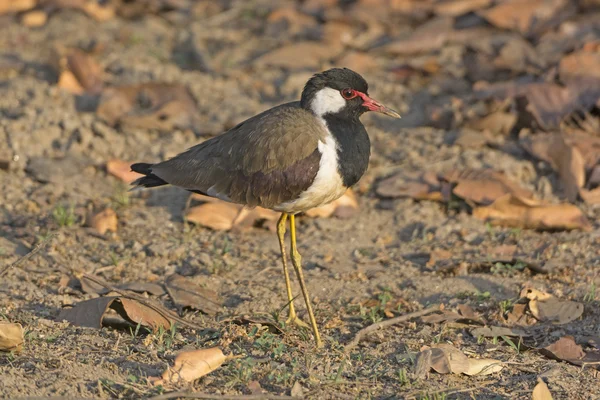 Lambendo vermelho-wattled — Fotografia de Stock