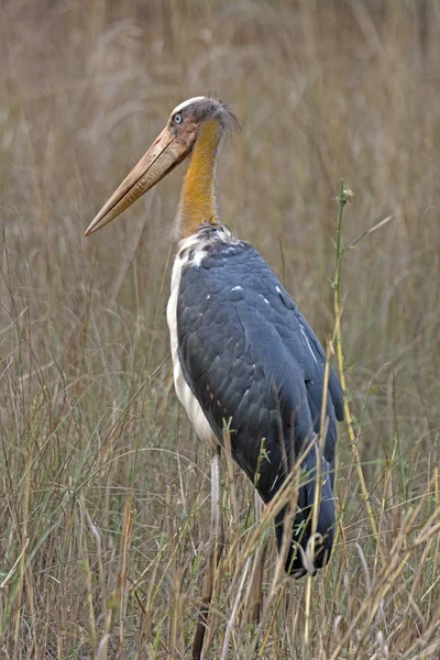 Lesser Adjutant Stork in the Grasses — Stock Photo, Image