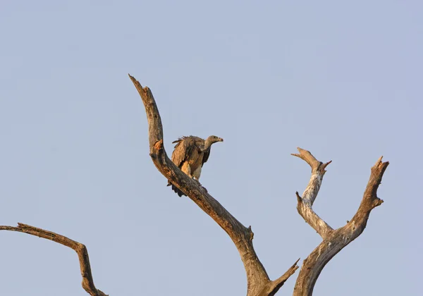 Buitre indio en un árbol — Foto de Stock