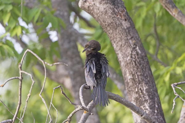 Cormoran indien dans un arbre — Photo