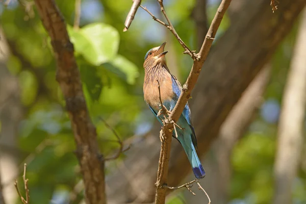 Rouleau indien dans un arbre — Photo