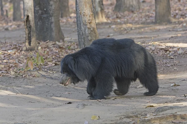 Oso perezoso en el bosque —  Fotos de Stock