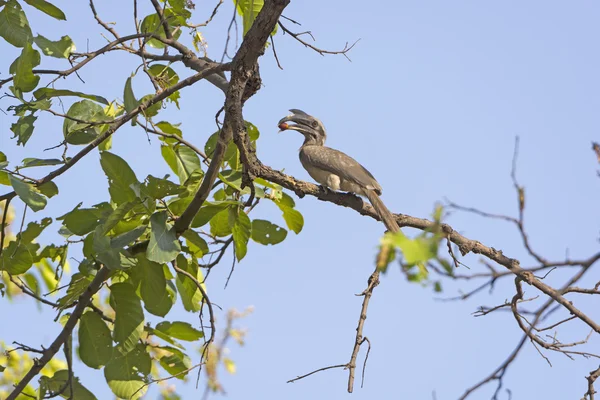 Indiano Grey Hornbill Mangiare su un albero — Foto Stock