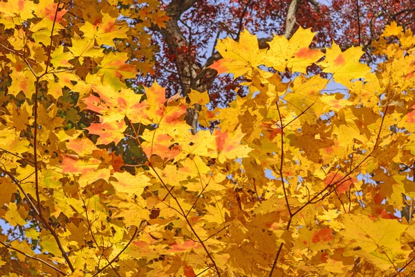 Esdoorn bladeren in de herfst kleuren — Stockfoto