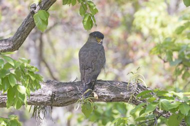 Yılan kartalı ağaçta tepeli