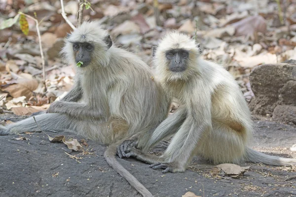 Pair of Langurs in the Forest — Stock Photo, Image