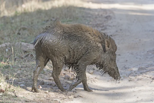 Çamur banyosu sonra Hint domuzu — Stok fotoğraf