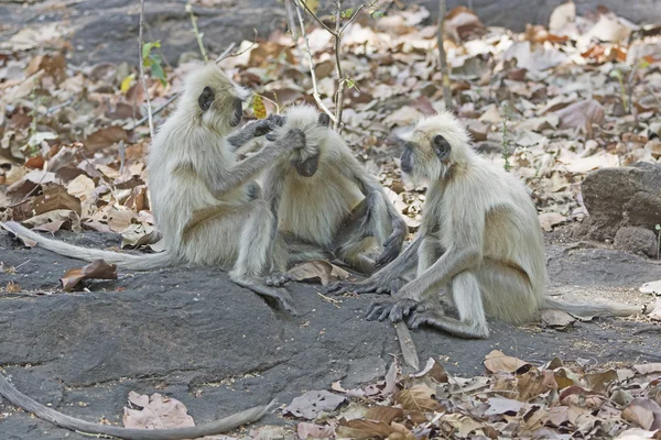 Langur-Affen beim Fellpflege im Wald — Stockfoto