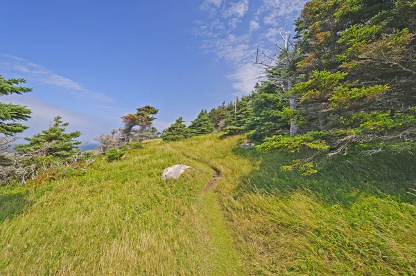 Remote Wind Blown Trail on an Ocean Coast — Fotografie, imagine de stoc