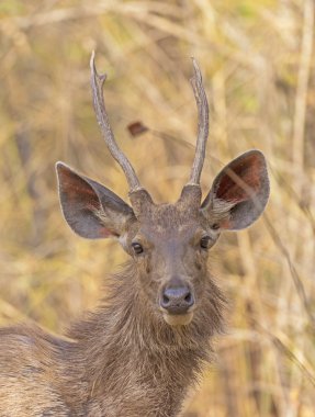 Genç erkek Sambar geyiği ormanda