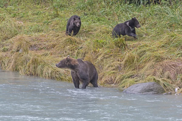 Urso filhotes jogando enquanto a mãe está pescando — Fotografia de Stock
