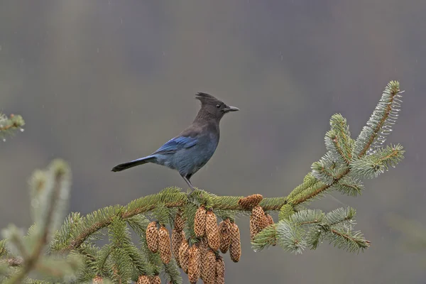 Stellar's Jay in a Coastal Forest — Stock Photo, Image