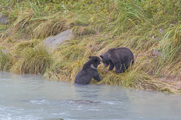 Grizzly oso cachorros jugando en la orilla — Foto de Stock