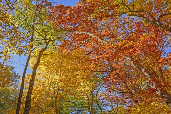 Regardant vers le haut dans les couleurs d'automne — Photo