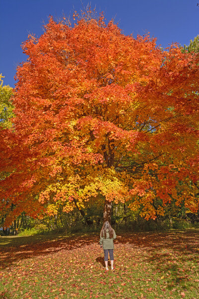 Looking at a Sugar Maple in Fall Colors