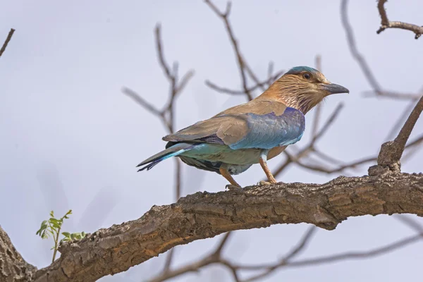 Rodillo indio en un árbol — Foto de Stock