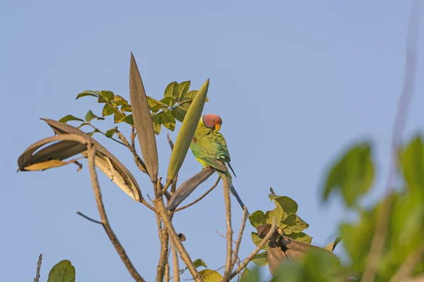 Plum-headed Parakeet in a tree — Stock Photo, Image