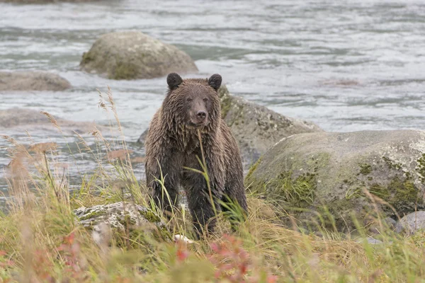 Niedźwiedź Grizzly, patrząc na jego zdobycz — Zdjęcie stockowe